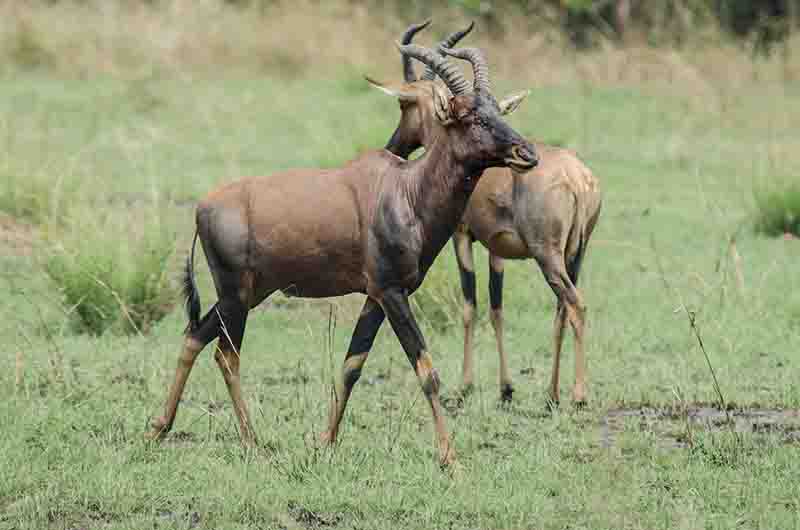 Antílope Topi - parque nacional Queen Elizabeth - Uganda 3.jpg